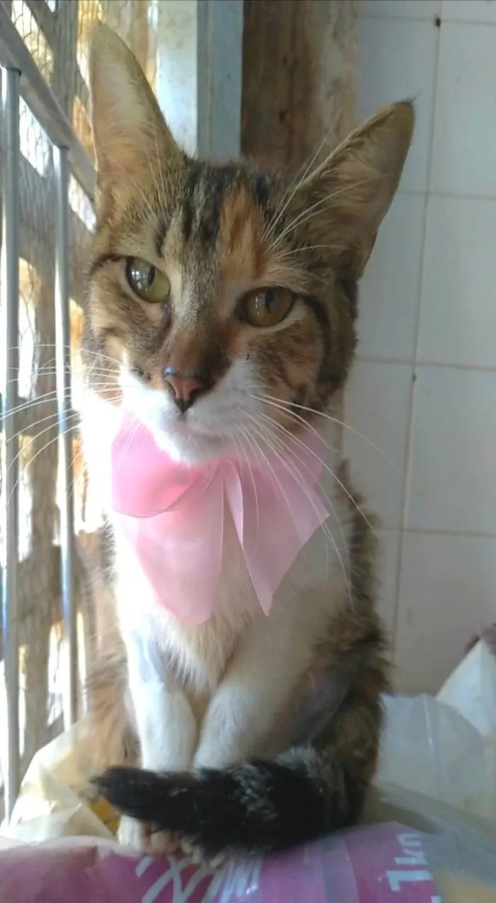 Gato ra a srd tigradinha  idade 2 a 6 meses nome FLOR