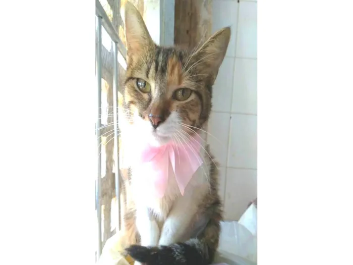 Gato ra a srd tigradinha  idade 2 a 6 meses nome FLOR