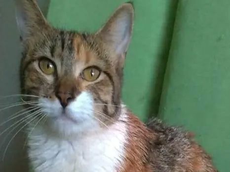 Gato ra a srd tigradinha  idade 2 a 6 meses nome FLOR