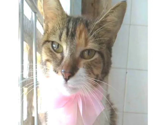 Gato ra a srd tigradinha  idade 2 a 6 meses nome FLOR