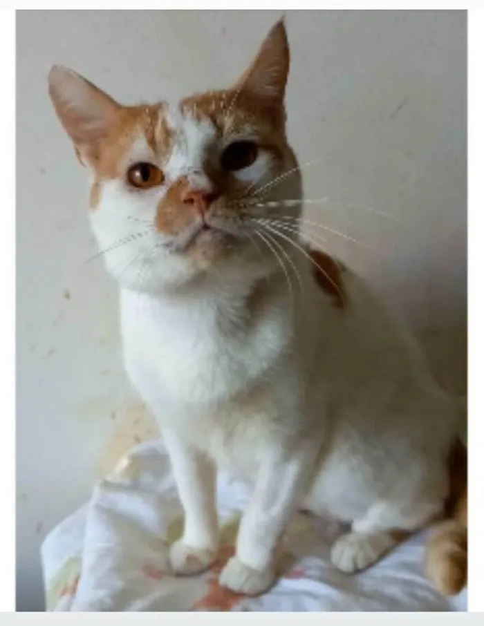 Gato ra a srd bicolor idade 2 anos nome BRADY