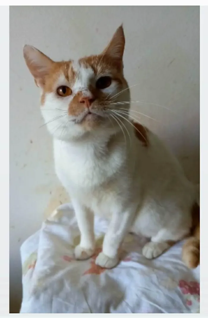 Gato ra a srd bicolor idade 2 anos nome BRADY
