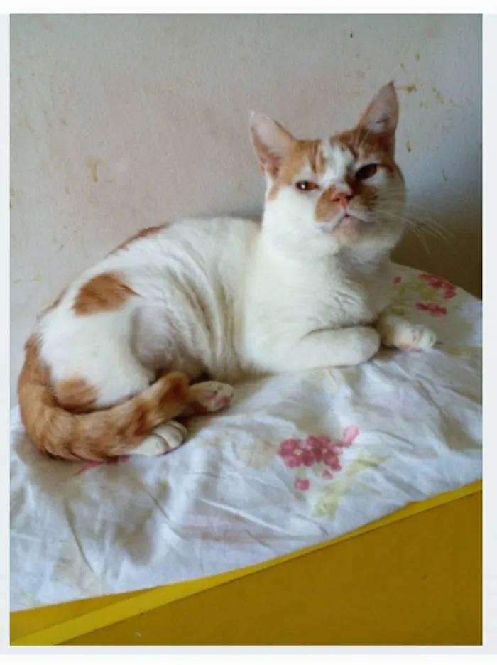 Gato ra a srd bicolor idade 2 anos nome BRADY