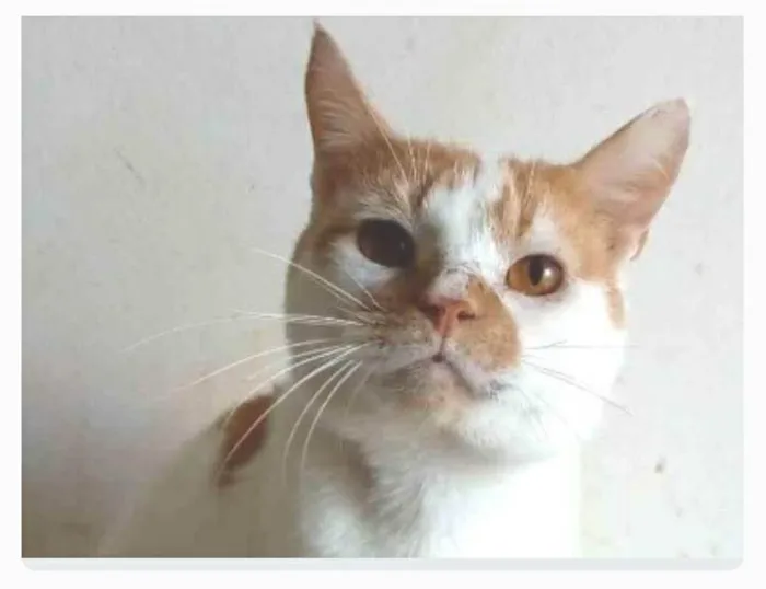 Gato ra a srd bicolor idade 2 anos nome BRADY
