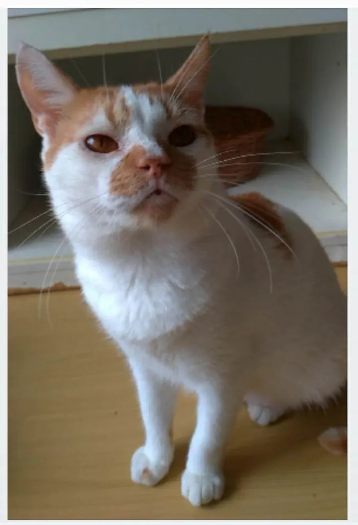 Gato ra a srd bicolor idade 2 anos nome BRADY