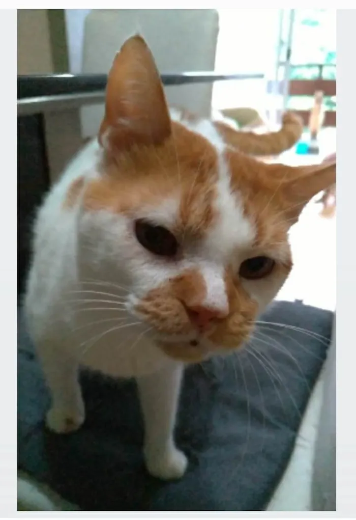 Gato ra a srd bicolor idade 2 anos nome BRADY