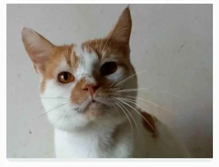 Gato ra a srd bicolor idade 2 anos nome BRADY