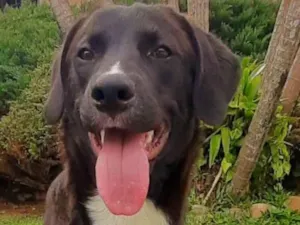 Cachorro raça Labrador idade 7 a 11 meses nome Marley
