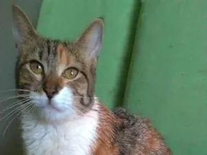 Gato raça srd tigradinha  idade 2 a 6 meses nome FLOR