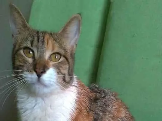 Gato ra a srd tigradinha  idade 2 a 6 meses nome FLOR