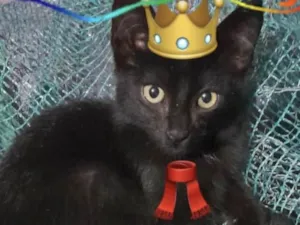 Gato raça Mestico  idade 2 a 6 meses nome Júnior 