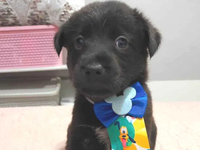 Cachorro ra a SRD-ViraLata idade Abaixo de 2 meses nome Filhotes 40 dias