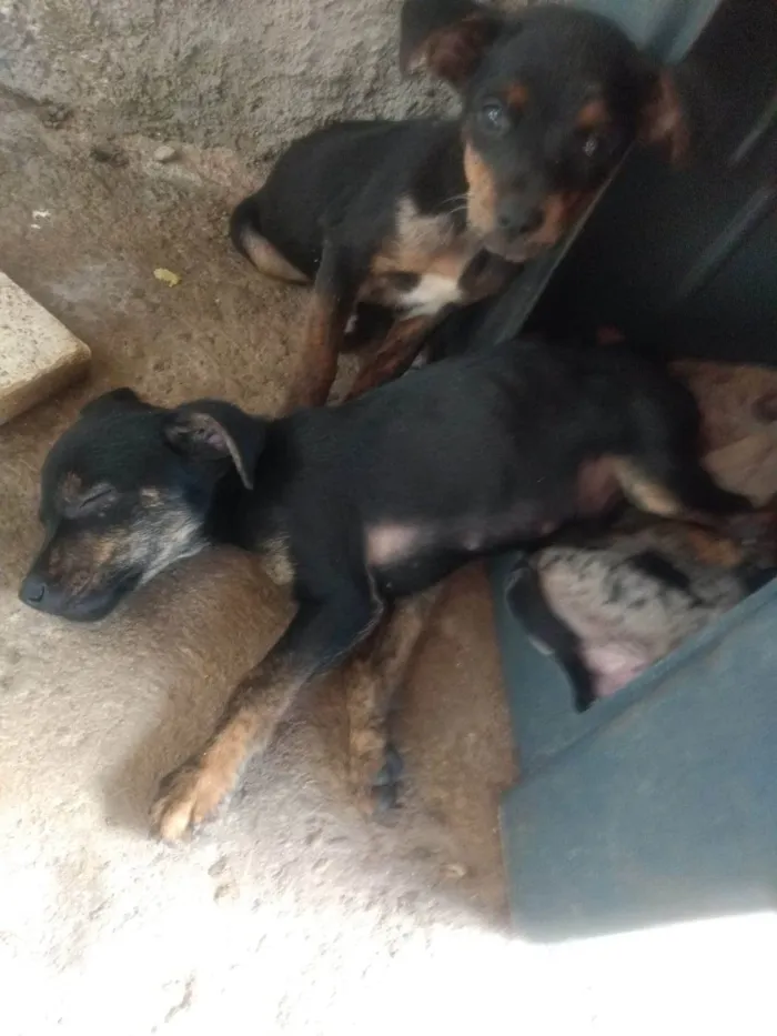 Cachorro ra a  idade Abaixo de 2 meses nome mestiços