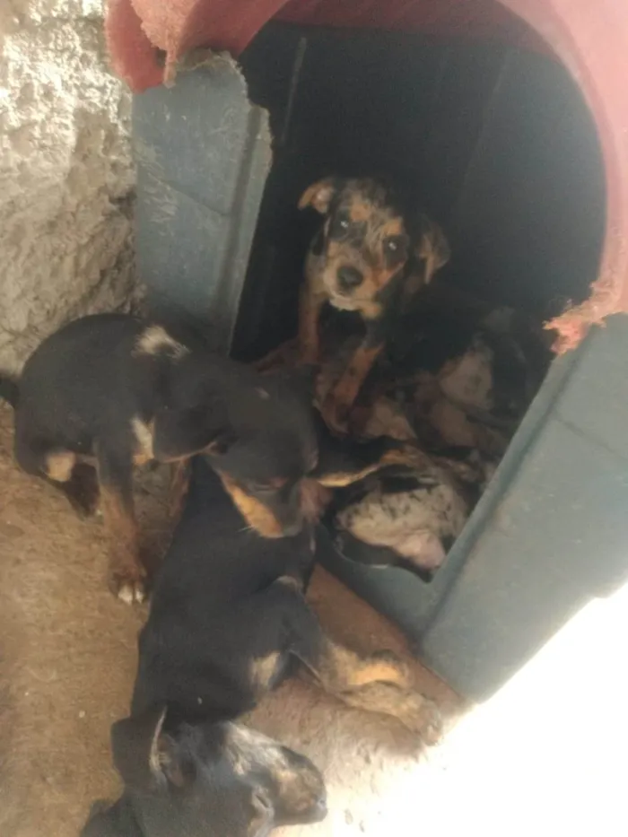 Cachorro ra a  idade Abaixo de 2 meses nome mestiços