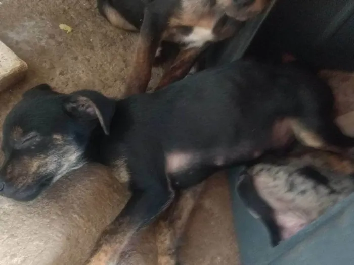 Cachorro ra a  idade Abaixo de 2 meses nome mestiços