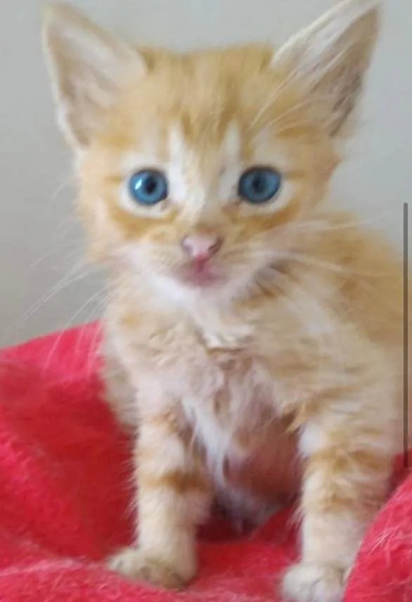 Gato raça SRD-ViraLata idade 2 a 6 meses nome AMARELINHO