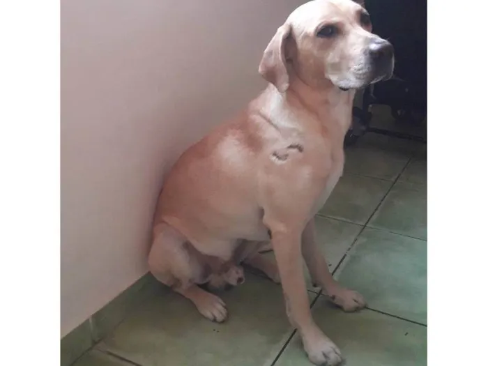 Cachorro ra a Labrador misturado idade 3 anos nome Marley