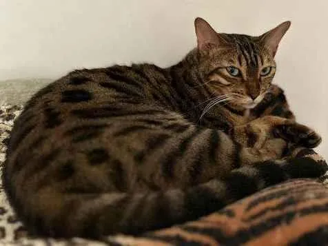 Gato ra a Bengal idade 2 anos nome Kin Kin