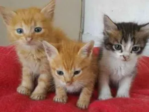 Gato raça SRD-ViraLata idade 2 a 6 meses nome FILHOTINHOS