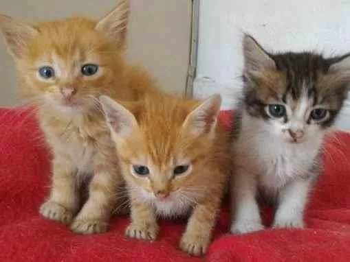 Gato raça SRD-ViraLata idade 2 a 6 meses nome FILHOTINHOS