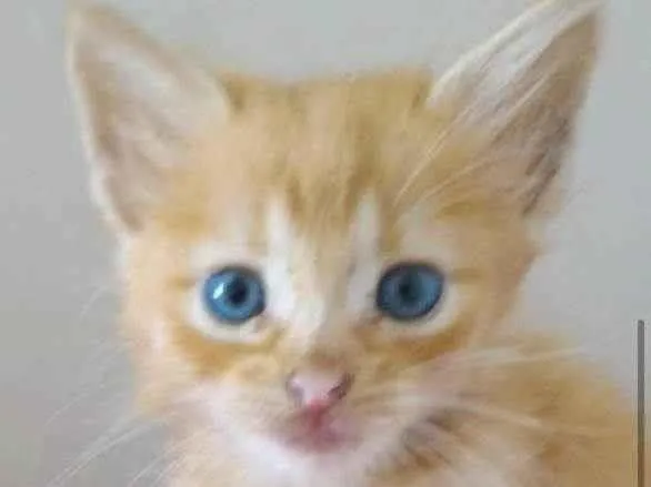 Gato raça SRD-ViraLata idade 2 a 6 meses nome AMARELINHO