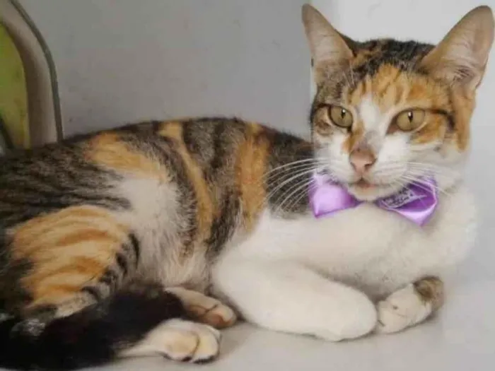 Gato raça SRD-ViraLata idade 1 ano nome TRICOLOR LINDA