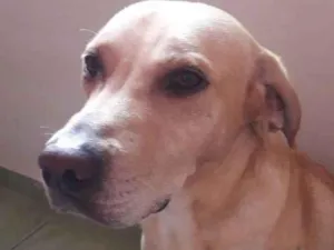 Cachorro raça Labrador misturado idade 3 anos nome Marley