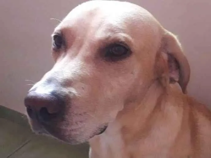 Cachorro ra a Labrador misturado idade 3 anos nome Marley