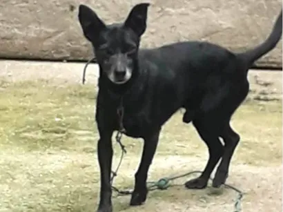 Cachorro raça SRD-ViraLata idade 6 ou mais anos nome Bob