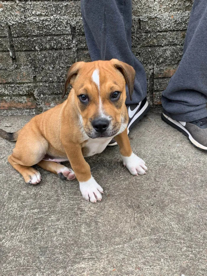 Cachorro ra a Boxer  idade 2 a 6 meses nome Ryuk