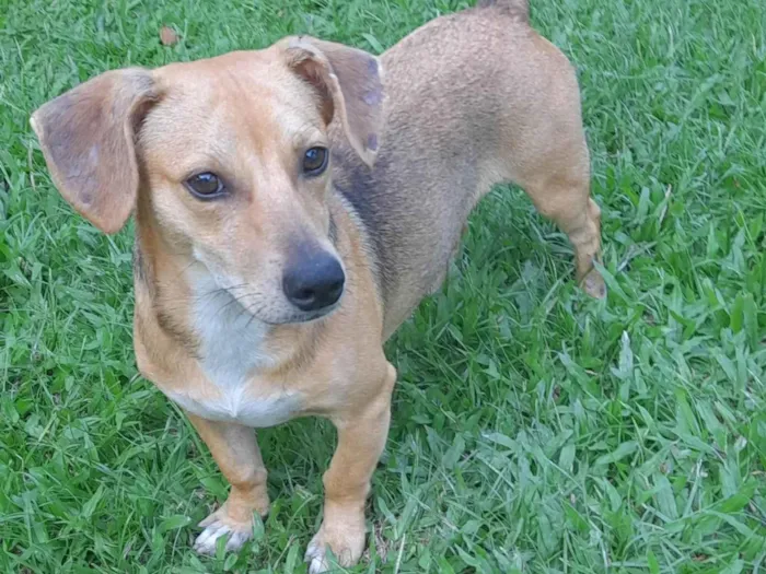 Cachorro ra a SRD-ViraLata idade 7 a 11 meses nome Mel