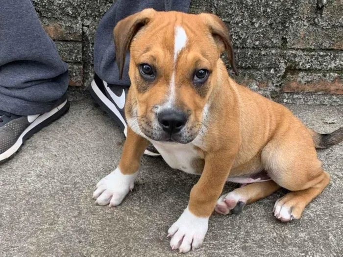 Cachorro ra a Boxer  idade 2 a 6 meses nome Ryuk