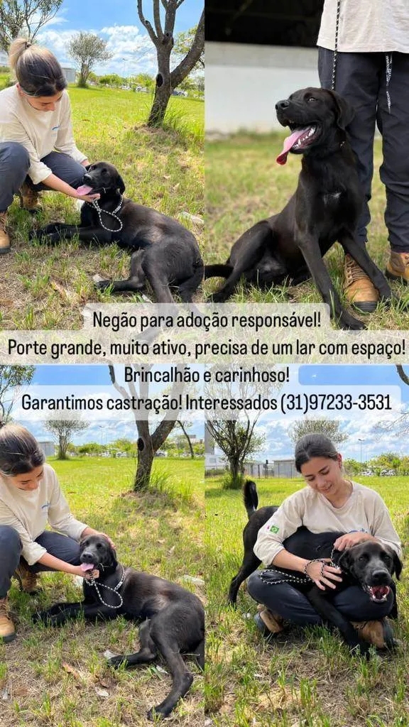 Cachorro raça SRD-ViraLata idade 2 anos nome Negão 