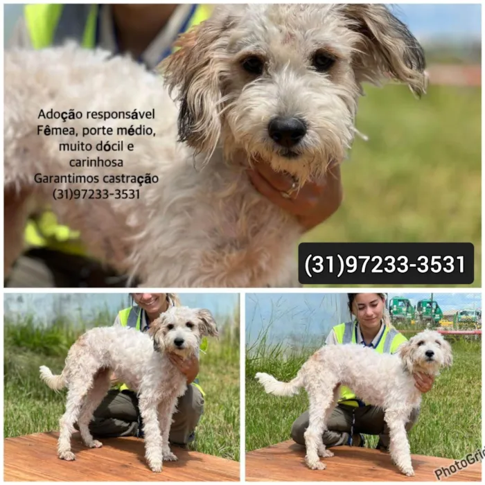 Cachorro raça SRD-ViraLata idade 2 anos nome Lily