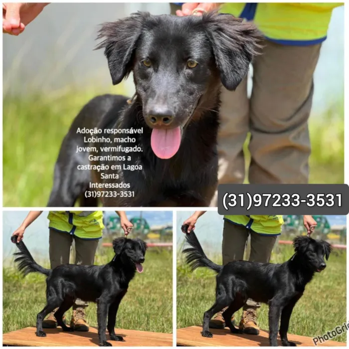 Cachorro raça SRD-ViraLata idade 1 ano nome Lobinho