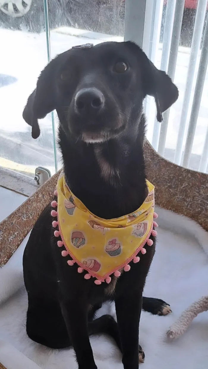 Cachorro ra a Srd idade 1 ano nome Juju