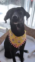 Juju