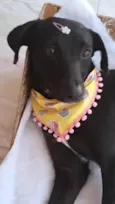 Juju