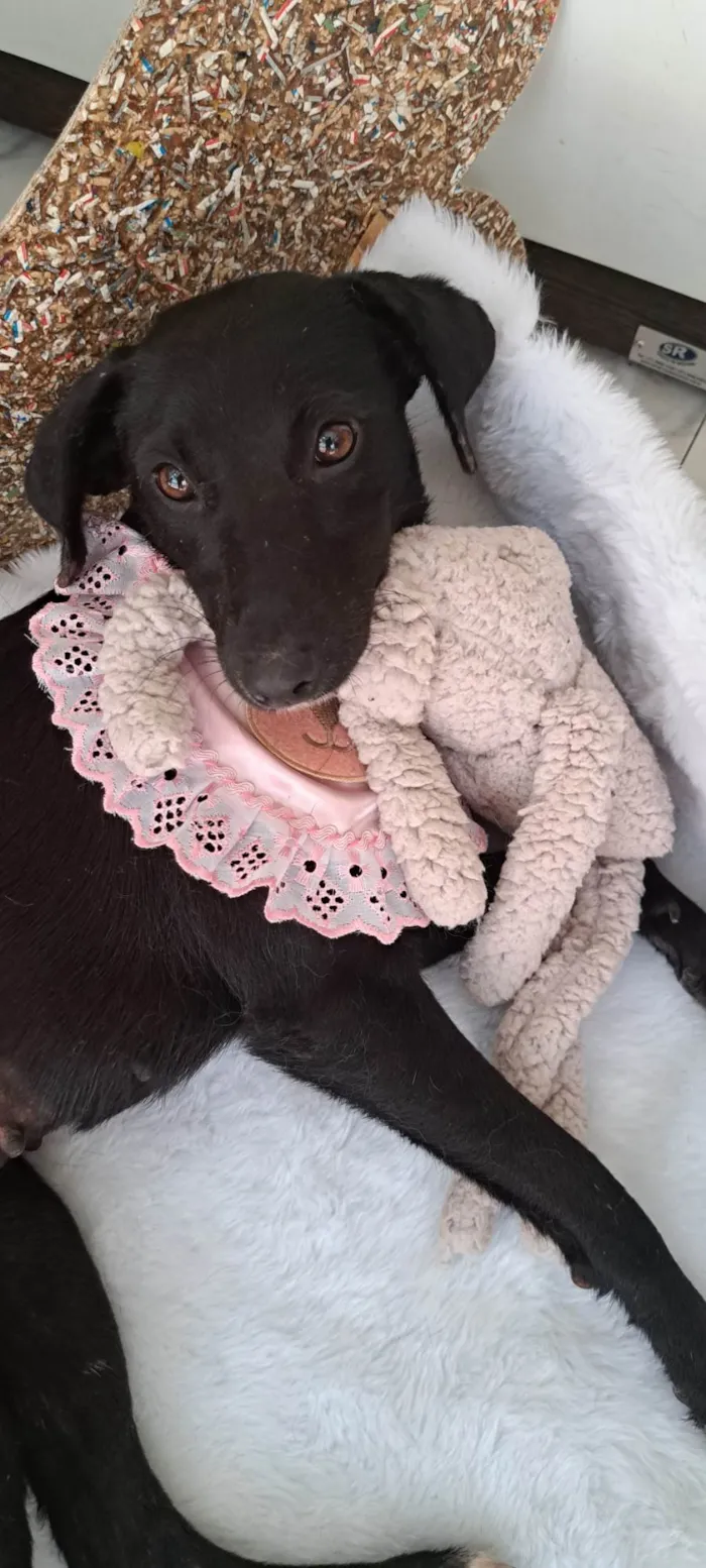 Cachorro ra a Srd idade 1 ano nome Juju