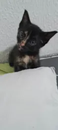 Penélope