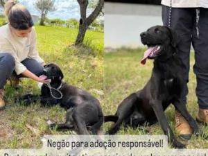 Cachorro raça SRD-ViraLata idade 2 anos nome Negão 