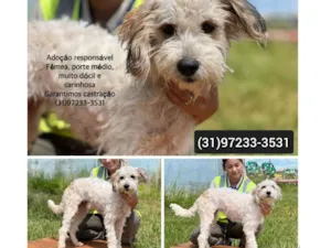 Cachorro raça SRD-ViraLata idade 2 anos nome Lily