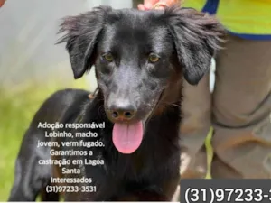 Cachorro raça SRD-ViraLata idade 1 ano nome Lobinho