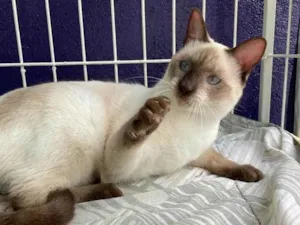 Gato raça Sem raça  idade 1 ano nome Guga