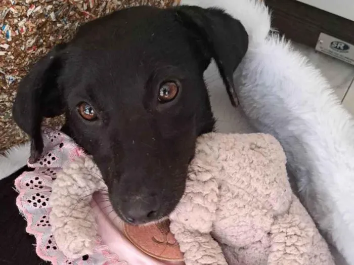 Cachorro ra a Srd idade 1 ano nome Juju