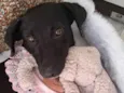Juju