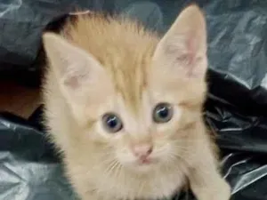 Gato raça Srd idade Abaixo de 2 meses nome Daniel
