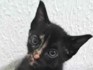 Gato raça Srd idade Abaixo de 2 meses nome Penélope 