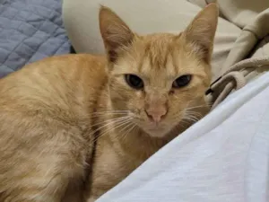 Gato raça SRD-ViraLata idade 1 ano nome MARX
