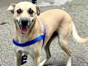 Cachorro raça SRD-ViraLata idade 2 anos nome Mel